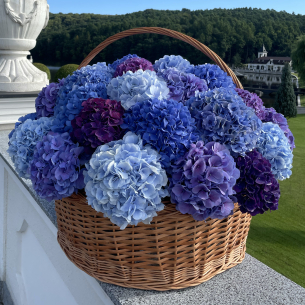 BIG 42 Basket of hydrangeas. In the photo 41 pcs.