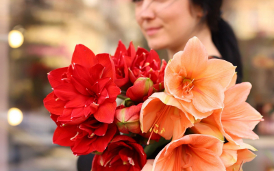 Amaryllis. Flowers that will surprise you with their stability